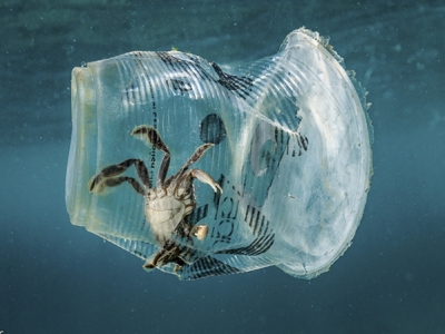 海洋塑膠污染影響有多大？