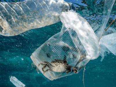 海洋塑膠污染，會對人體產生哪些危害？