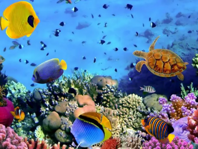 海洋回收塑料的定義和分類是什么？